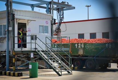 La carga de un camión es testeada por un brazo robótico a la entrada de una procesadora de tomate en Los Palacios y Villafranca (Sevilla), el 14 de julio de 2023.