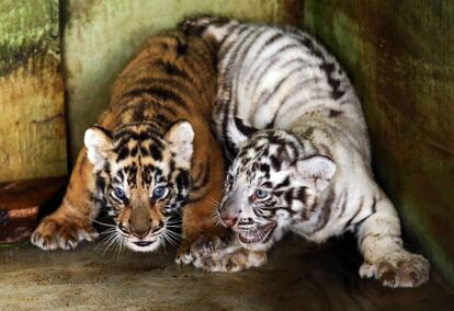 Dos pequeñas crías de tigre de Bengala, con apenas un mes de vida, juegan dentro de una jaula en un zoo de Medan, en la región de Sumatra del Norte (Indonesia).