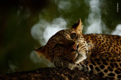 Retrato de un leopardo despertándose en la Reserva Mashatu Game, en Botsuana.