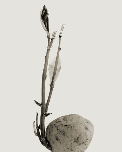 Imagen de la serie 'Herbarium', Typhatata pulcra.