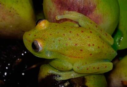 Ejemplar de &#039;Hypsiboas punctatus&#039; a la luz natural.