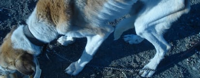 Uno de los perros rescatados por los agentes.