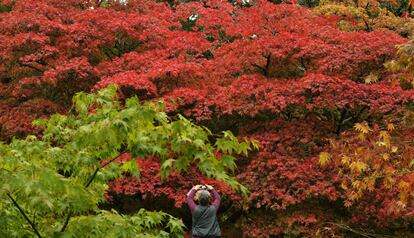 Una mujer fotografía los espectaculares colores del otoño en el jardín botánico de Westonbirt Arboretum cerca de Tetbury, suroeste de Inglaterra, 17 de octubre 2013.