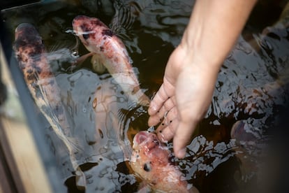 Diego Gallegos junto a varios ejemplares de peces de río en el sistema acuapónico que tiene en su restaurante Sollo.