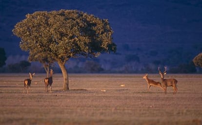 Ciervos rojos en el Parque Nacional de Cabañeros (Ciudad Real).