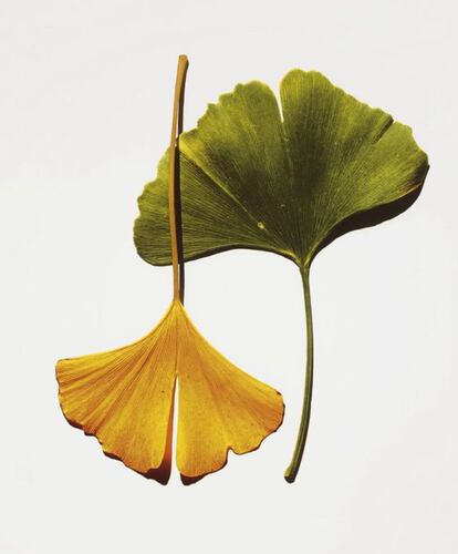 'Ginkgo Leaves' (Nueva York, 1990), de Irving Penn.