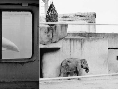 Delfín (Madrid) / Elefante (Madrid).