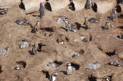 Los nidos de los pingüinos sobre el guano.