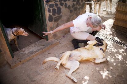 Un perro recibiendo en cariño de una cuidadora. En nuestra cultura a los animales se les utiliza y cuando dejan de ser útiles se les abandona.