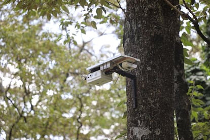 Un detalle del dispositivo de M-Situ instalado en un rbol del bosque de Ngong. Imagen cedida por M-Situ