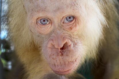 Orangután albino que fue rescatado en la isla de Borneo, Indonesia. El raro primate fue mantenido cautivo durante dos días por lugareños y rescatado por un equipo de la Fundación para la Supervivencia del Orangután.
