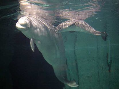 La primera beluga nacida en Europa en cautividad (en la foto, con su madre) murió en Valencia a las pocas semanas.