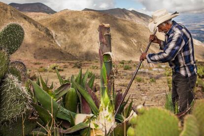 Juan Martinez corta el quiote, tronco de la planta del maguey, para procurar los alimentos para el burro y el caballo que tiene en su casa, medio de transporte tradicionales de esta zona.