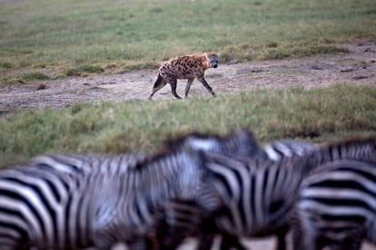 Una hiena acecha a unas cebras en el parque Nakuru que en massai significa polvoriento.