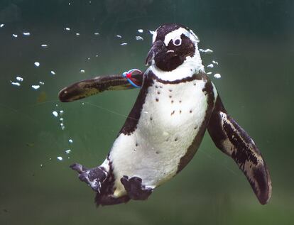 Un pingüino en el zoo Opel en Kronberg (Alemania).