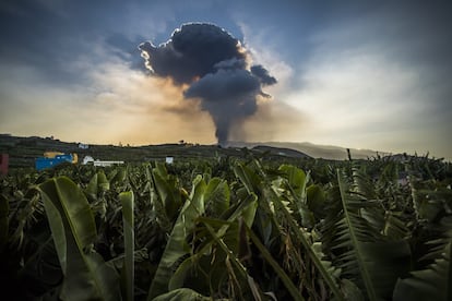 Nube del volcán de Cumbre Vieja, en La Palma, visto desde una plantación de plátanos.