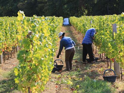 Vendimia en el Chateau de Monbazillac, en Dordogne (Francia).