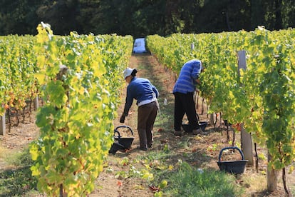 Vendimia en el Chateau de Monbazillac, en Dordogne (Francia).