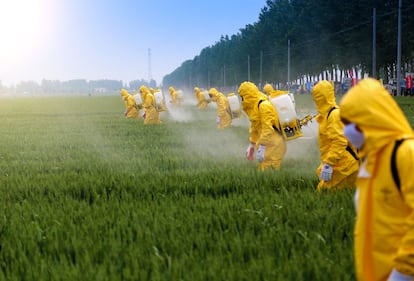 Un grupo de operarios pulveriza pesticidas en un campo de trigo.