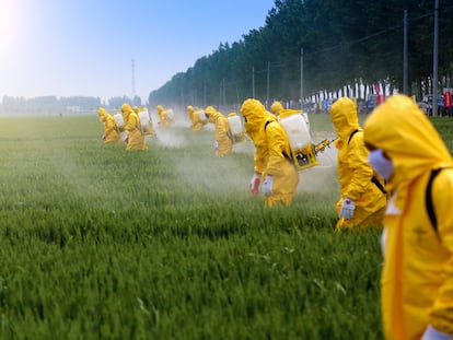 Un grupo de operarios pulveriza pesticidas en un campo de trigo.