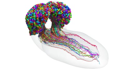 Mapa del cerebro de la larva de la mosca de la fruta, con 3.016 neuronas y más de medio millón de conexiones.