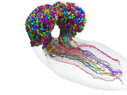 Mapa del cerebro de la larva de la mosca de la fruta, con 3.016 neuronas y más de medio millón de conexiones.