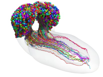 Mapa del cerebro de la larva de la mosca de la fruta, con 3.016 neuronas y más de medio millón de conexiones.