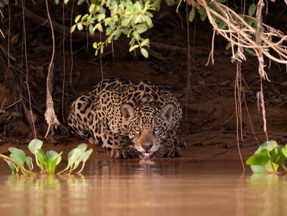 Un jaguar bebe agua en la zona de Pantanal, en Mato Grosso, Brasil.