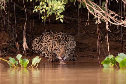Un jaguar bebe agua en la zona de Pantanal, en Mato Grosso, Brasil.