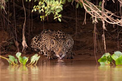 Un jaguar bebe agua en la zona de Pantanal, en Mato Grosso, Brasil.