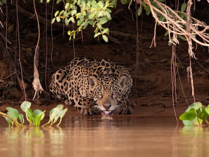 Un jaguar bebe agua en la zona de Pantanal, en Mato Grosso, Brasil.