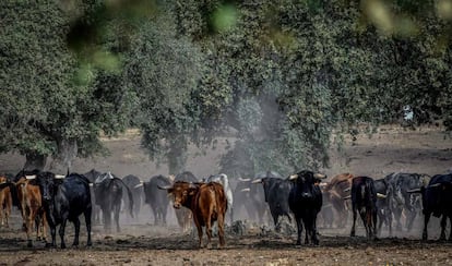 Ganado bravo del hierro de San Martín, en la dehesa extremeña.