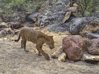 Un jaguar avistado en el rancho Basibal, en la Reserva Jaguar del Norte.