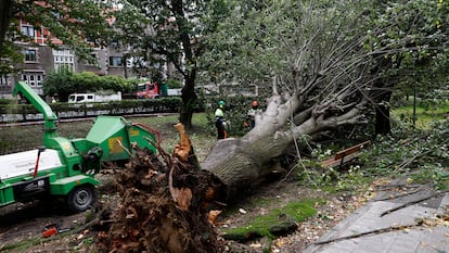 El viento provoca más de 155 intervenciones por caída de ramas y mobiliario