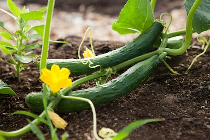 Pepinos en su planta