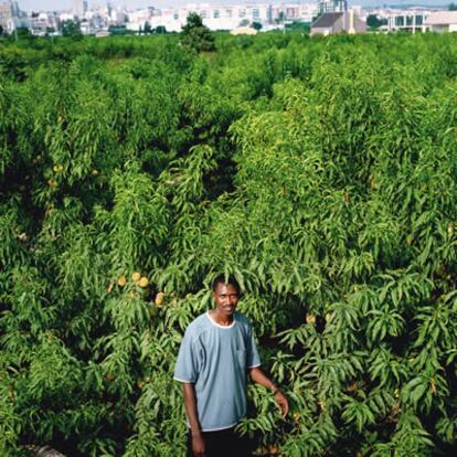 Alioune ha logrado trabajar algún día en la huerta recogiendo melocotones. Le pagaron a seis euros la hora.