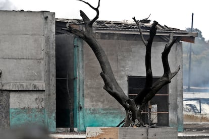 Una casa y un rbol quemados por los incendios en la zona industrial del puerto, el 10 de agosto de 2022, en Matanzas (Cuba).