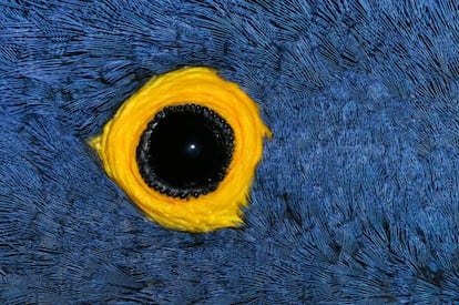 El jacinto o guacamayo azul cuenta con un ojo lenticular, un círculo amarillento desprovisto de plumas a su alrededor y capacidad para captar la radiación ultravioleta. Es posible que le sirva al animal para encontrar alimento o pareja. Según los expertos, el plumaje del guacamayo podría reflejar la luz ultravioleta, lo que significaría una señal brillante para acometer el apareamiento.