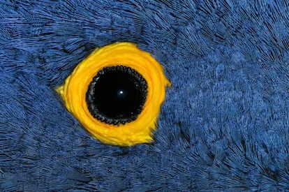 El jacinto o guacamayo azul cuenta con un ojo lenticular, un crculo amarillento desprovisto de plumas a su alrededor y capacidad para captar la radiacin ultravioleta. Es posible que le sirva al animal para encontrar alimento o pareja. Segn los expertos, el plumaje del guacamayo podra reflejar la luz ultravioleta, lo que significara una se?al brillante para acometer el apareamiento.