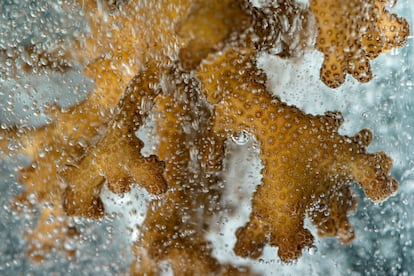 Extreme oxygen conditions. A specimen of 'Pocillopora', a genus of hard coral, is subjected to low levels of oxygen in the laboratories of the Institute of Marine and Coastal Research at Prince of Songkhla University, southern Thailand. Lack of oxygen causes rapid tissue loss in the coral.