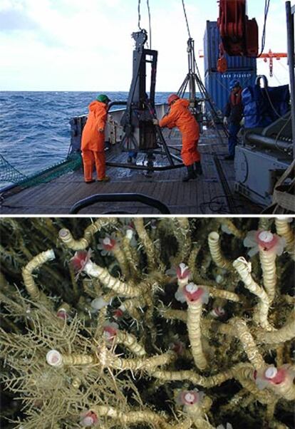 Manejo de los aparatos de recogida de muestras marinas. Abajo, gusanos tubícolas en el golfo de México