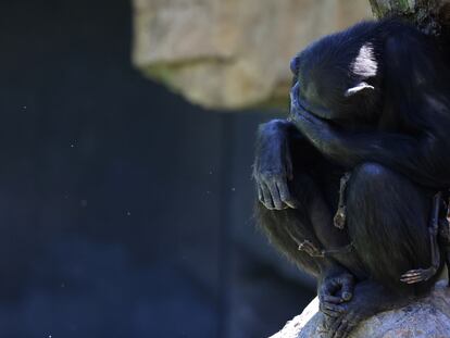 Vídeo | Una chimpancé en Valencia se aferra a su cría muerta desde hace tres meses