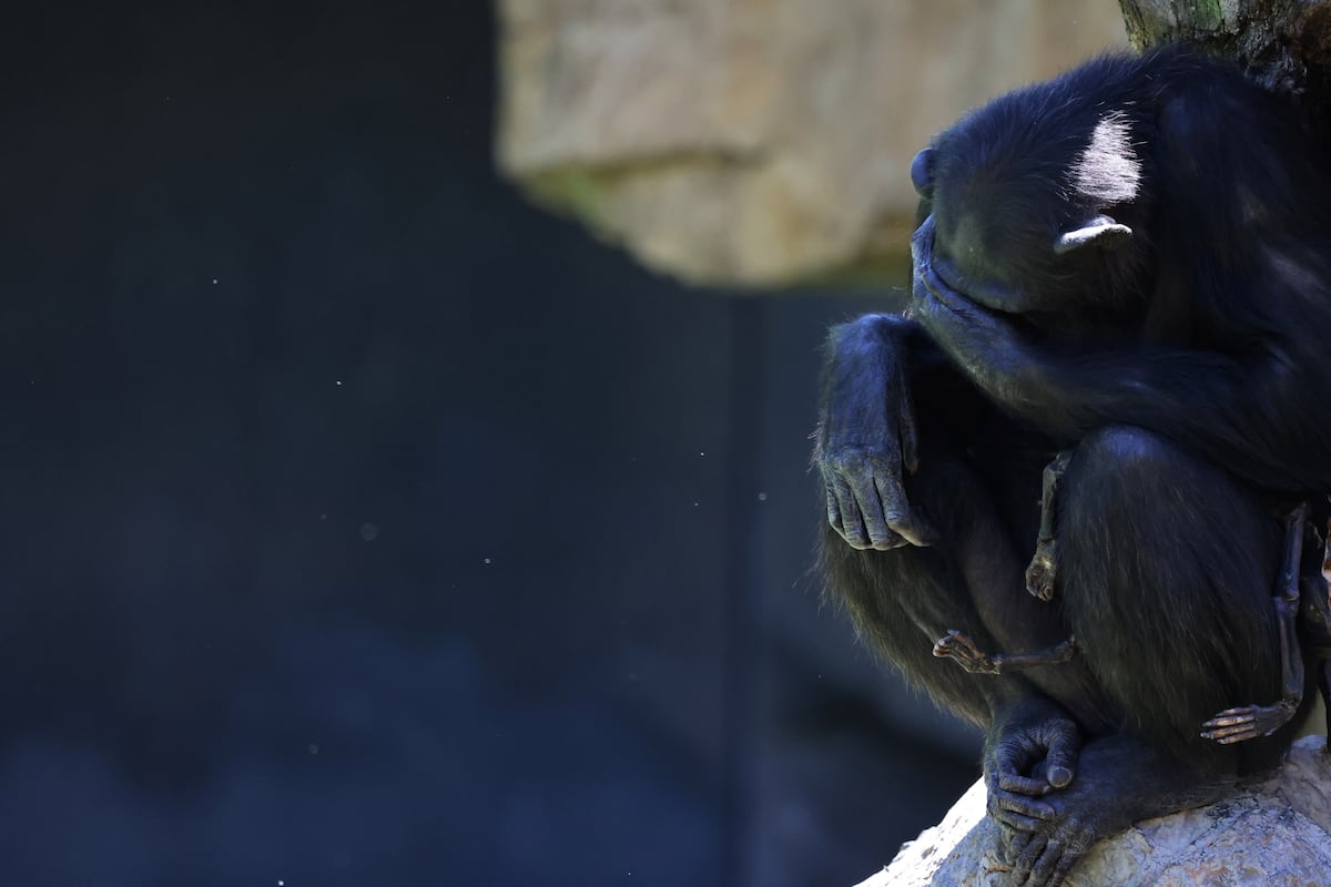 Vídeo | Una chimpancé en Valencia se aferra a su cría muerta desde hace tres meses