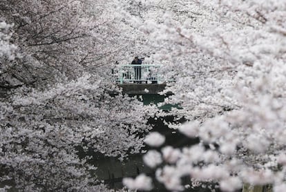 Japón se vuelve a teñir de rosa con el florecimiento del 'sakura', el cerezo japonés, momento en el que miles de japoneses y turistas disfrutan de este fenómeno en parques, avenidas y templos. En la imagen, un hombre contempla los cerezos en flor en un parque de Tokio el 1 de abril de 2016.