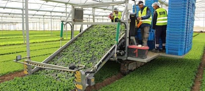 Un hivernacle de brots de Florette a Milagro (Navarra).