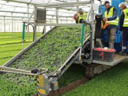 Un hivernacle de brots de Florette a Milagro (Navarra).