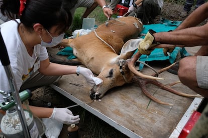 Personas del Comité Científico-Técnico Ciervo de los Pantanos trabajan alrededor de un ciervo sedado.