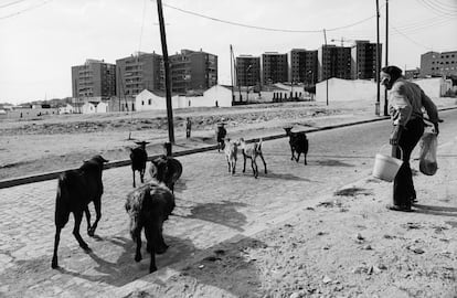 Un anciano camina con un cubo de agua junto a unas cabras en una zona de casas bajas de Palomeras Bajas (Madrid), en agosto de 1976.