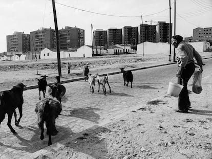 Un anciano camina con un cubo de agua junto a unas cabras en una zona de casas bajas de Palomeras Bajas (Madrid), en agosto de 1976.