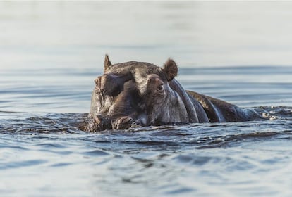 Un hipopótamo en un lago de Botsuana.